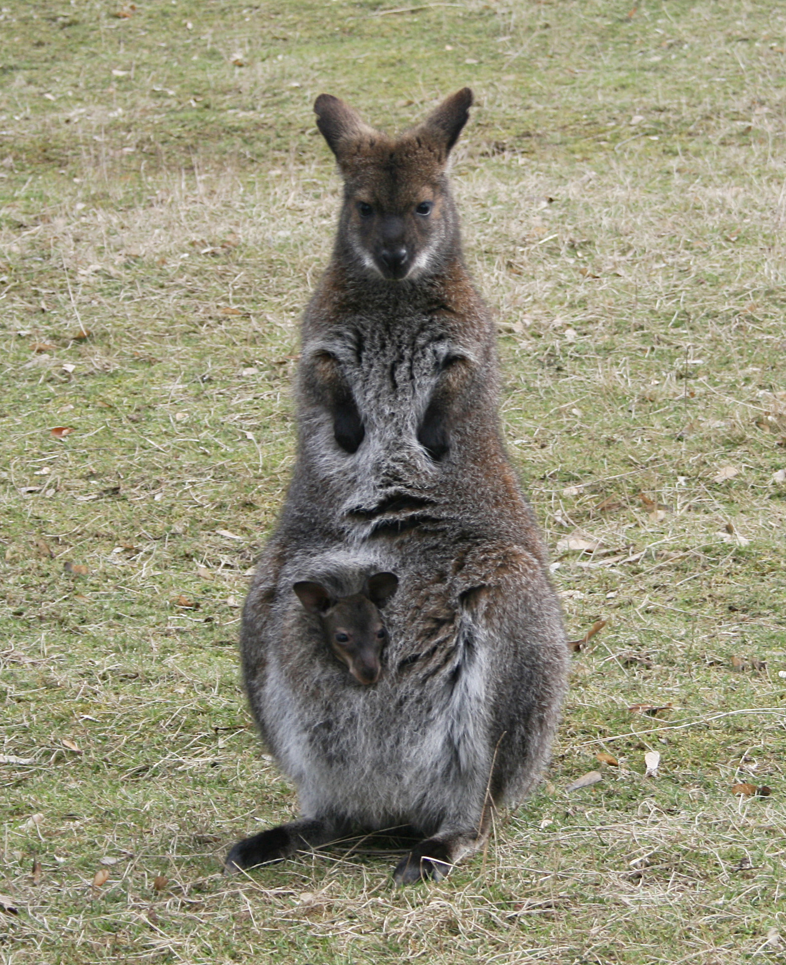 kangaroo.jpg