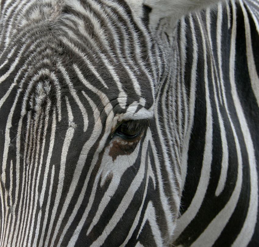 zebra 1.jpg