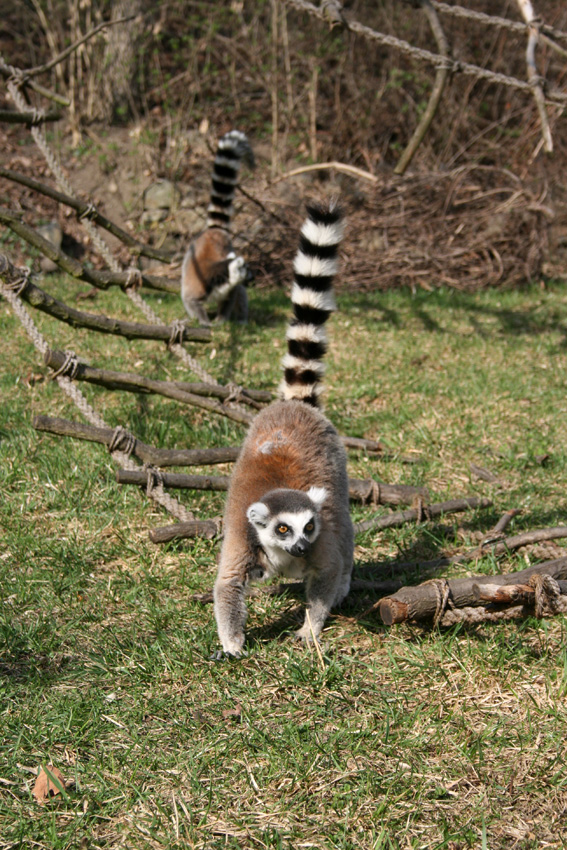 lemurci