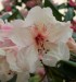 rododendron růž.jpg