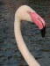 flamingo 1.jpg
