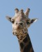 giraffe 1.jpg