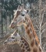 giraffe 2.jpg
