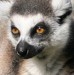 lemur 2.jpg