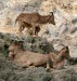 mountain goats.jpg
