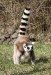 lemur cata 1.jpg