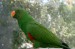 papoušek2.jpg