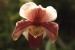 květ orchideje.jpg