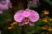 orchidej2.jpg