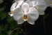 orchidej3.jpg